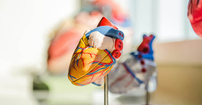 A model of a heart
